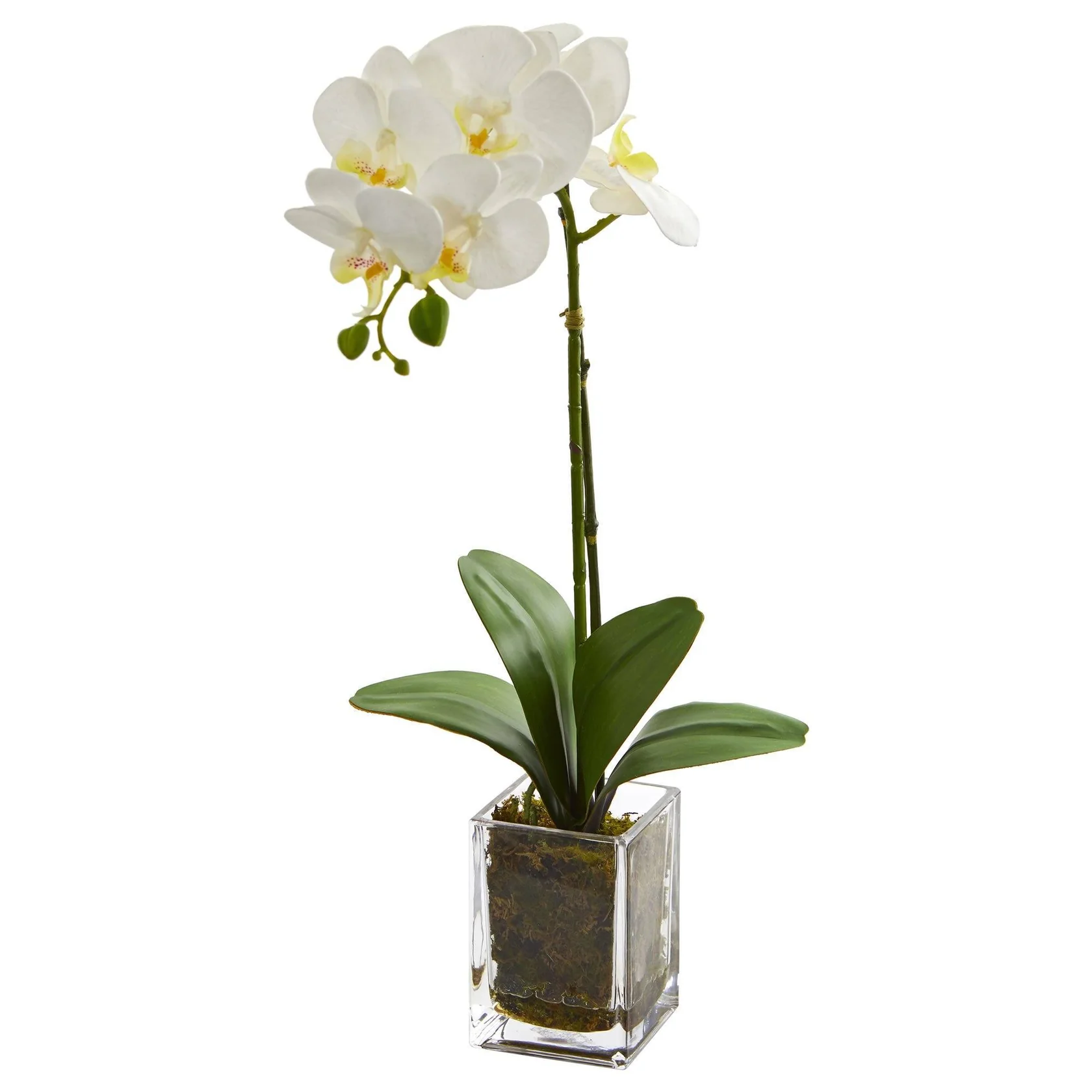 20” Orchid Phalaenopsis in vase (4309-CR)