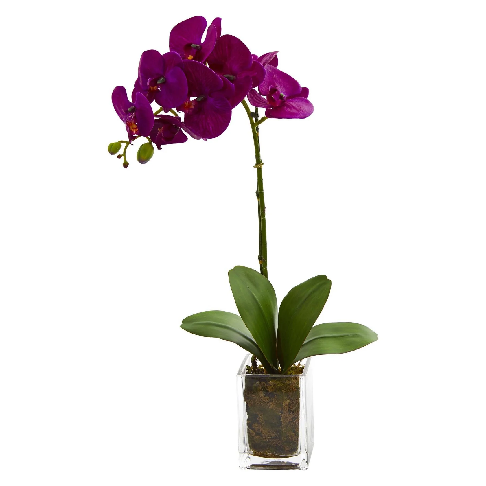 20” Orchid Phalaenopsis in vase (4309-MA)