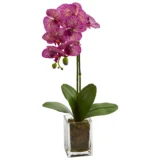 20” Orchid Phalaenopsis in vase (4309-PK)