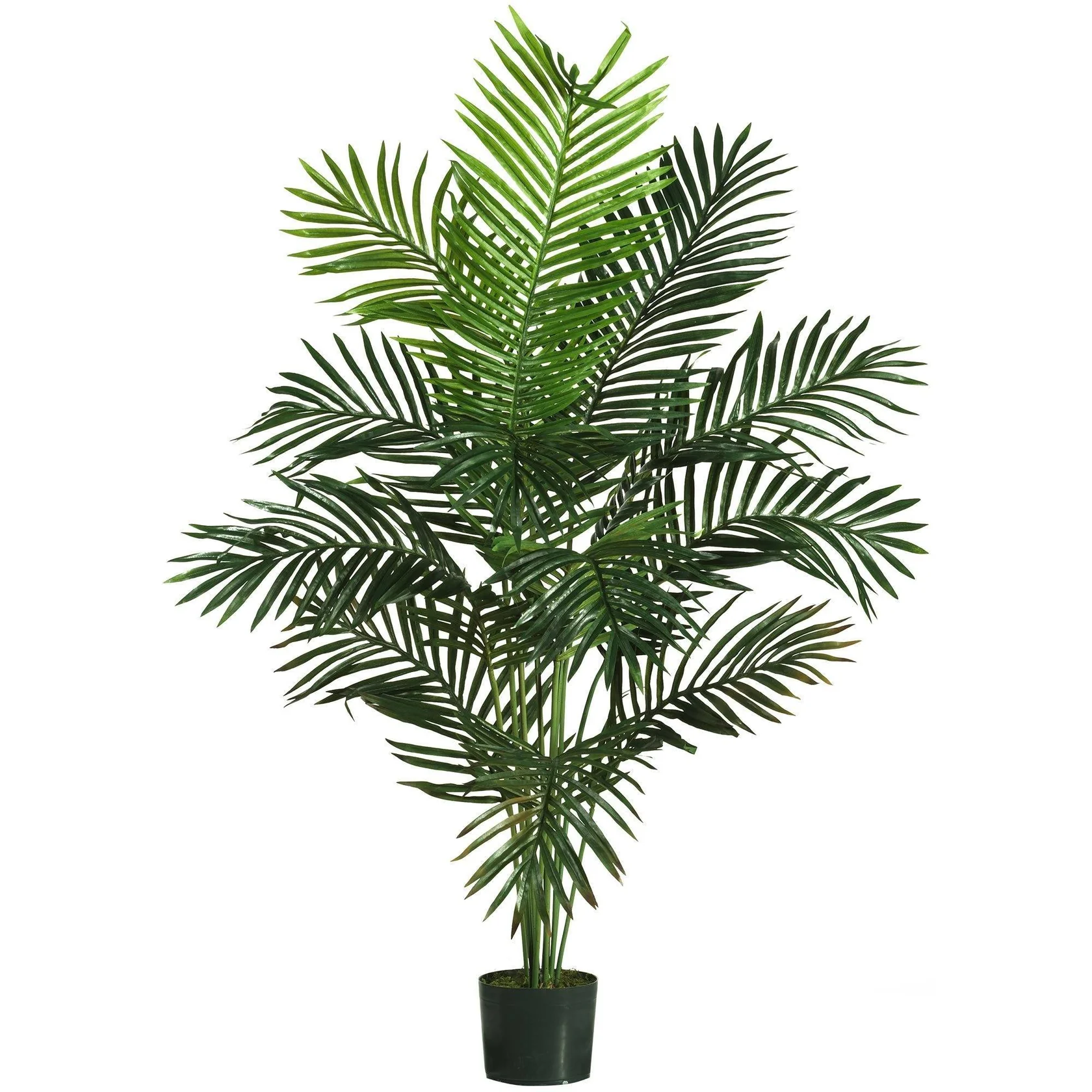 5' Paradise Palm (5259) - Image 6