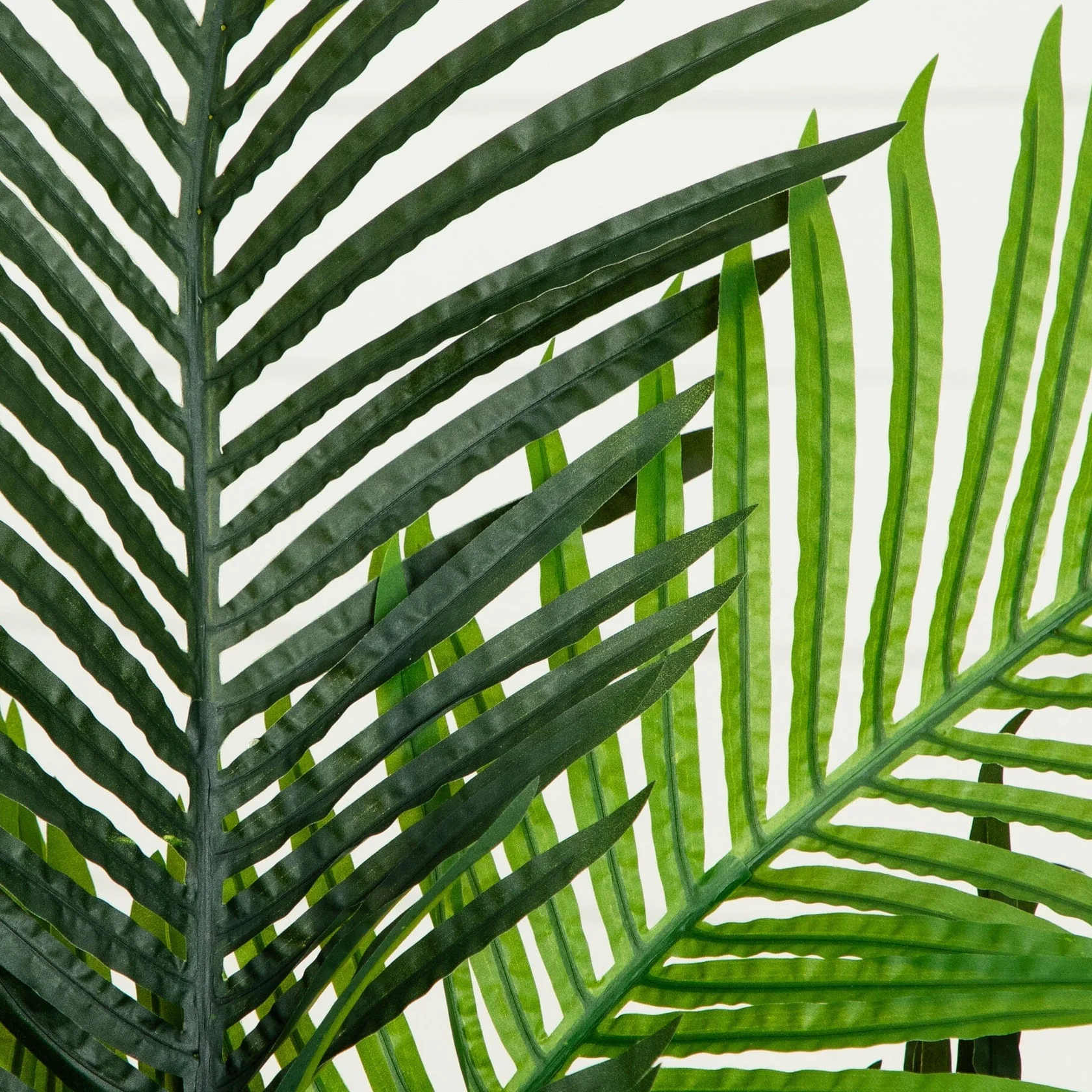 5' Paradise Palm (5259) - Image 2