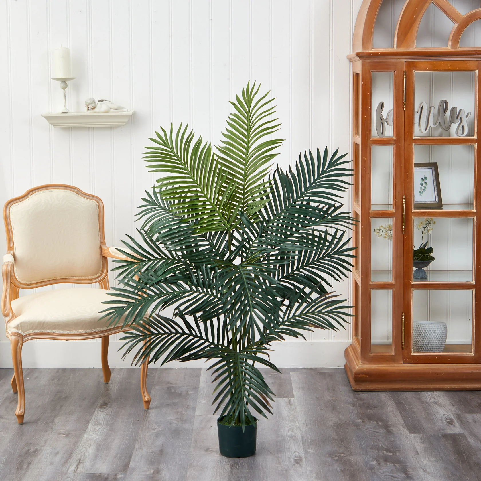 5' Paradise Palm (5259) - Image 3