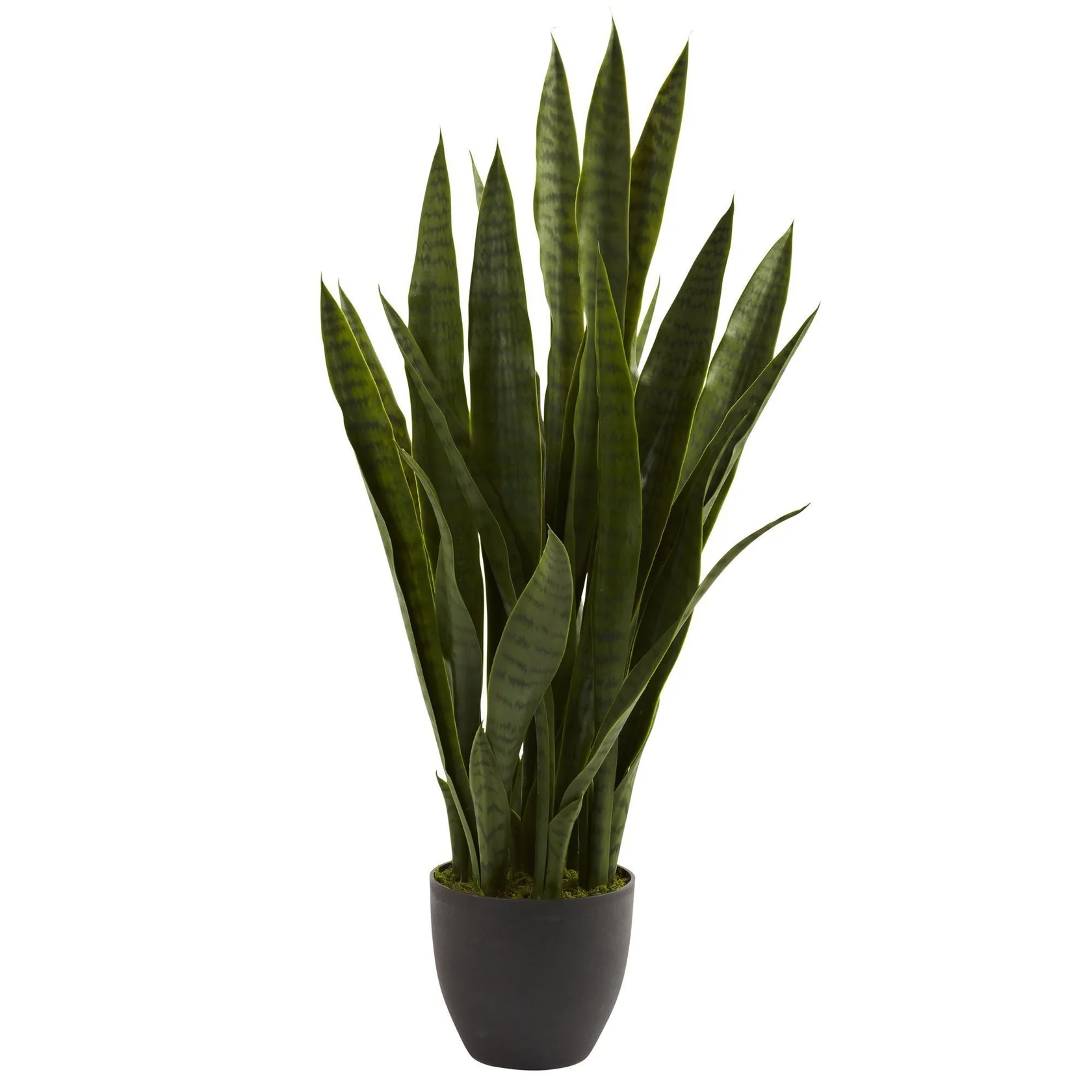 Sansevieria w/Black Planter (4855)